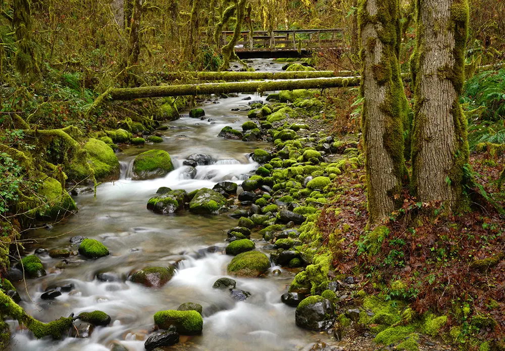 Eco-Therapy Services Eugene Oregon