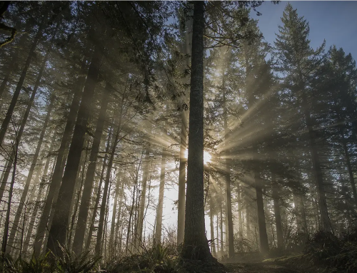 Breaking free from limiting beliefs: The power of positive mindset